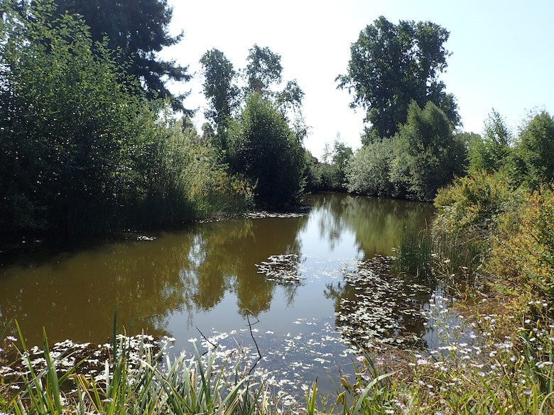 Photo of Lake Ballinger with invasive plant species encroaching its banks.