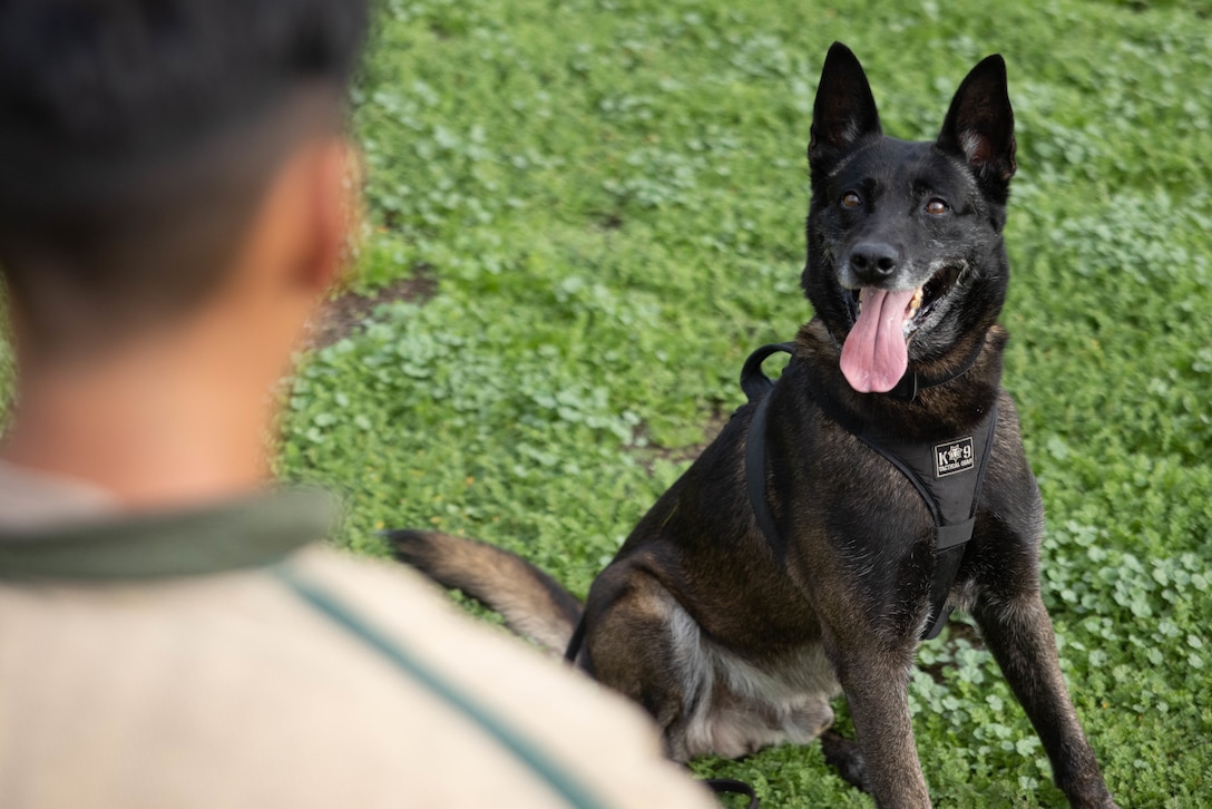 U.S. Marine Corps Military Working Dog, Nero (Y235), prepares to apprehend Sgt. Ulixes Hernandez, an MWD handler, during aggression drills at Marine Corps Recruit Depot San Diego, Jan 4, 2023. MWD handlers employ their dogs to conduct vehicle searches, searches of open areas, buildings, and other locations for the detection of suspects, explosives or illegal drugs.