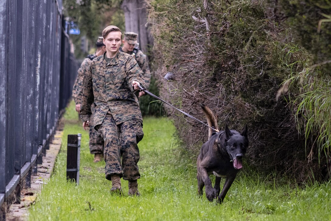 A Marine holds a military working dog’s leash while walking in the woods.