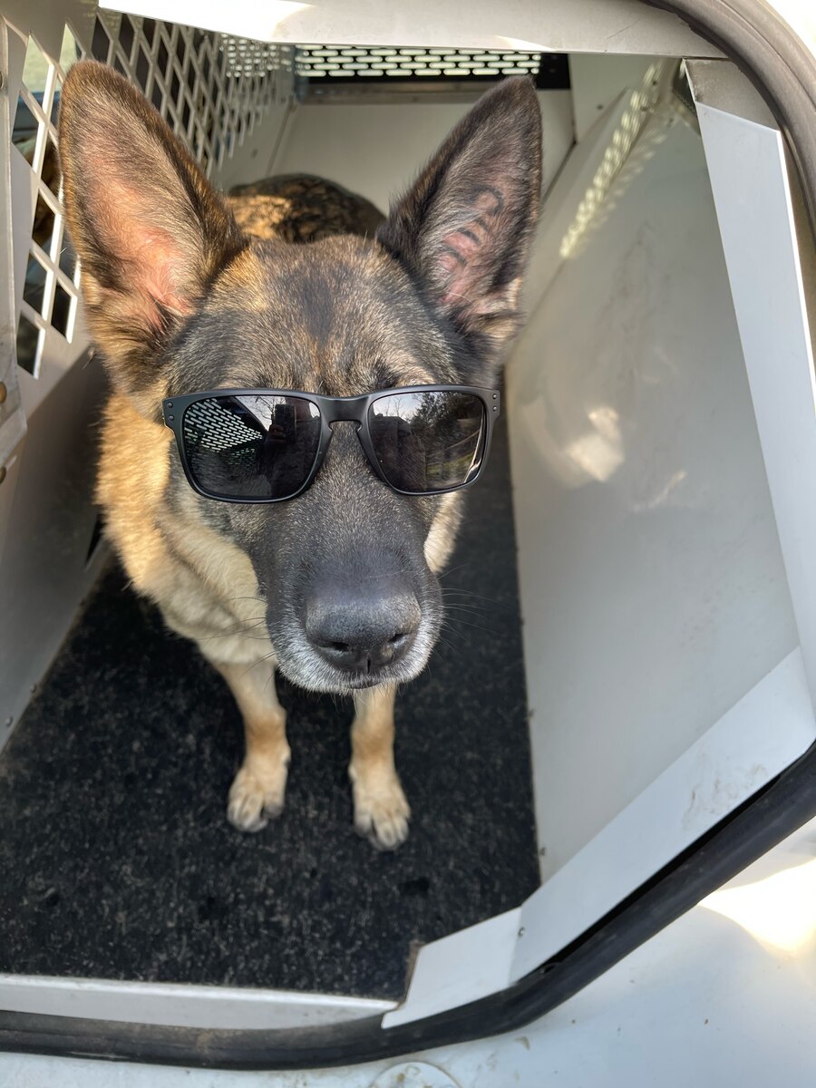 Ajola wearing sunglasses in her kennel. (Courtesy photo)