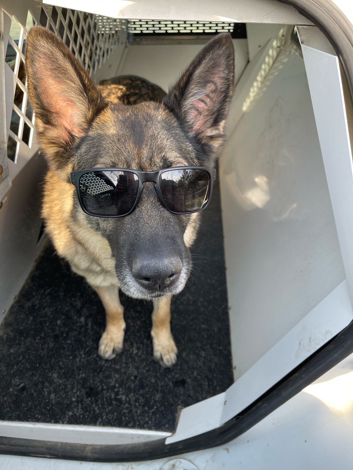 Ajola wearing sunglasses in her kennel. (Courtesy photo)