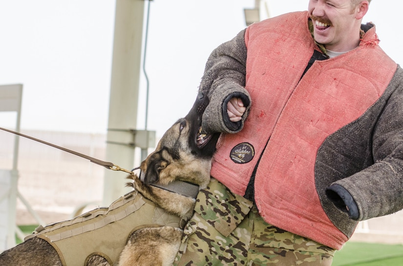 A U.S. Airman assigned to the 379th Expeditionary Aeromedical Evacuation Squadron, wears a protective coat while Afola, a military working dog with the 379th Expeditionary Security Forces Squadron performs a controlled aggression tactic during a demonstration at Al Udeid Air Base, Qatar, March 12, 2018. The dogs train on how to detect explosives and narcotics as well as perform controlled aggression tactics when detaining suspects. (U.S. Air National Guard photo by Staff Sgt. Patrick Evenson)