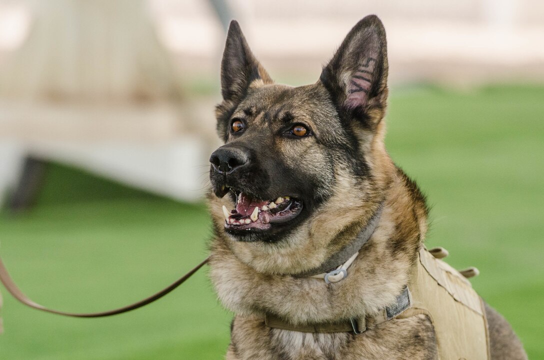 U.S. Air Force military working dog Afola, assigned to the 379th Expeditionary Security Forces Squadron, waits for commands from her handler during a demonstration for members of the 379th Expeditionary Aeromedical Evacuation Squadron at Al Udeid Air Base, Qatar, March 12, 2018. The dogs train on how to detect explosives and narcotics as well as perform controlled aggression tactics when detaining suspects. (U.S. Air National Guard photo by Staff Sgt. Patrick Evenson)