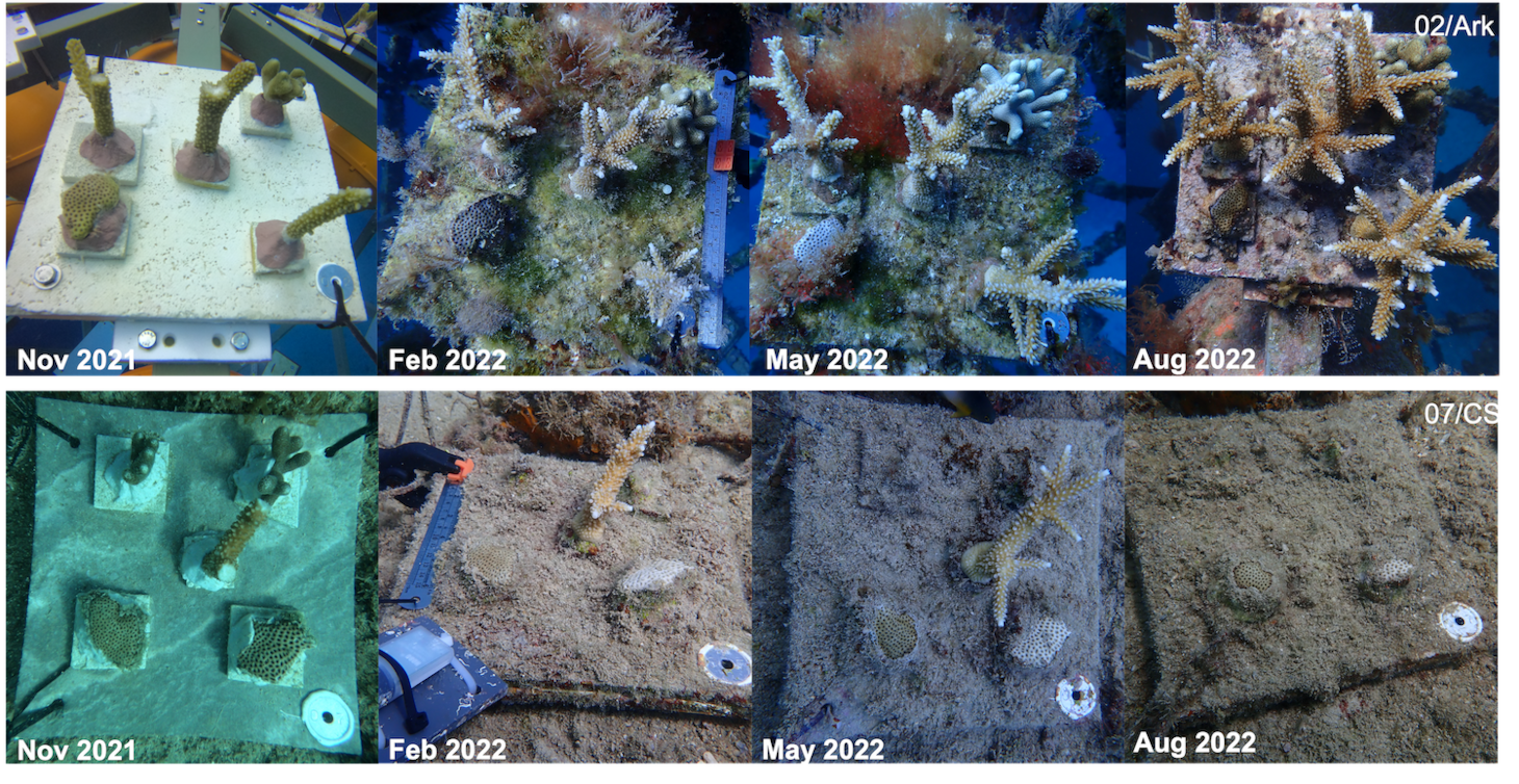 The top four frames show images of coral growing larger and more vibrant on limestone plates housed in a “Coral Ark,” taken every three months between Nov. 2021 and Aug. 2022; the bottom four frames show images of the control group of coral, decreasing in size and dulling in color over time, taken over the same period. Over the past nine months, Naval Information Warfare Center (NIWC) Pacific scientists have demonstrated that translocated coral living in the ark housing structures survive 38% more than control group coral translocated with traditional methods.