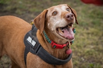 Dog looks up at camera with tongue hanging out