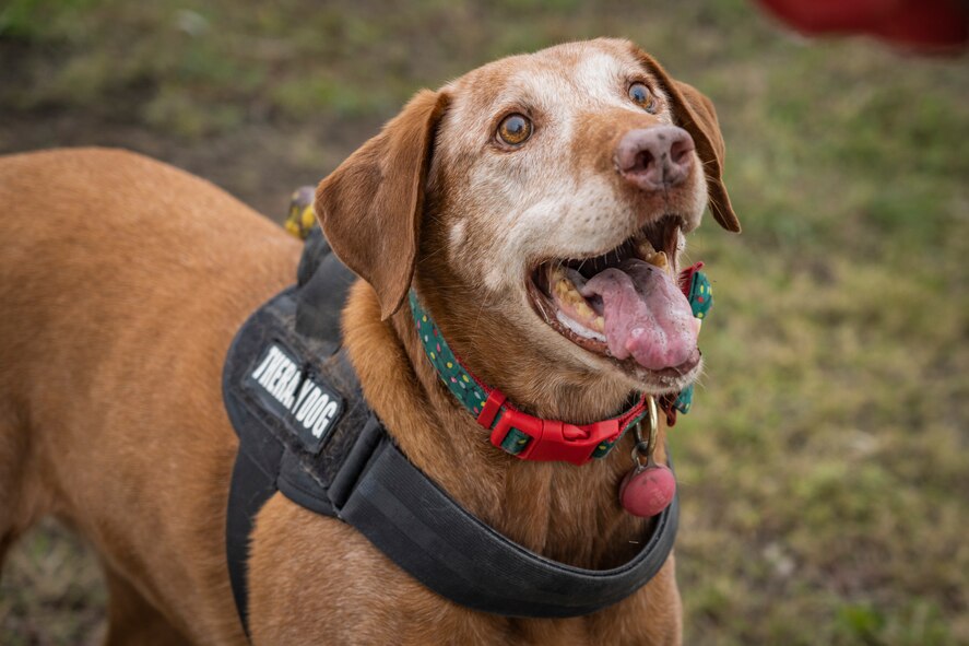 Dog looks up at camera with tongue hanging out