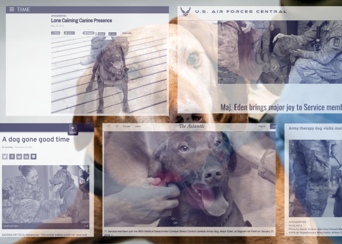 A graphic depicting a dog overlaid with screenshots of various articles