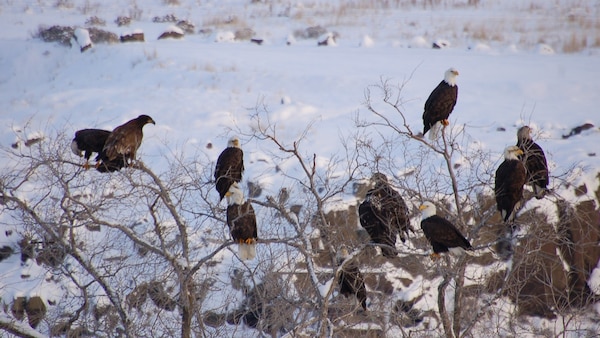 A group of 10 bald eagles roosts in a leafless tree with snow in the background.
