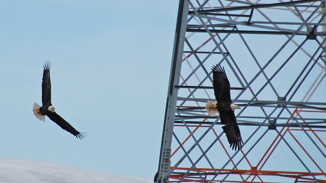 Two bald eagles fly past a transmission tower against the backdrop of a blue winter sky.