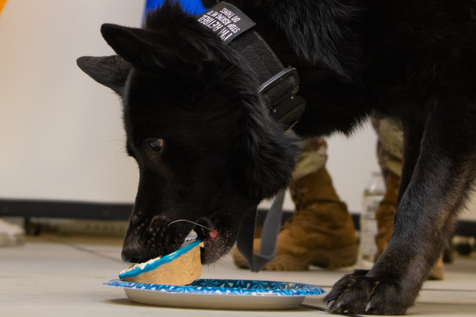 A black dog eats biscuit.