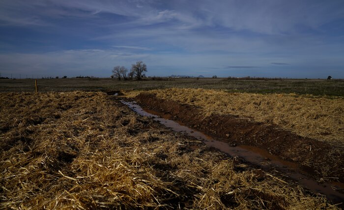 A field is covered with hay Jan. 12, 2023, at Beale Air Force Base, Calif.