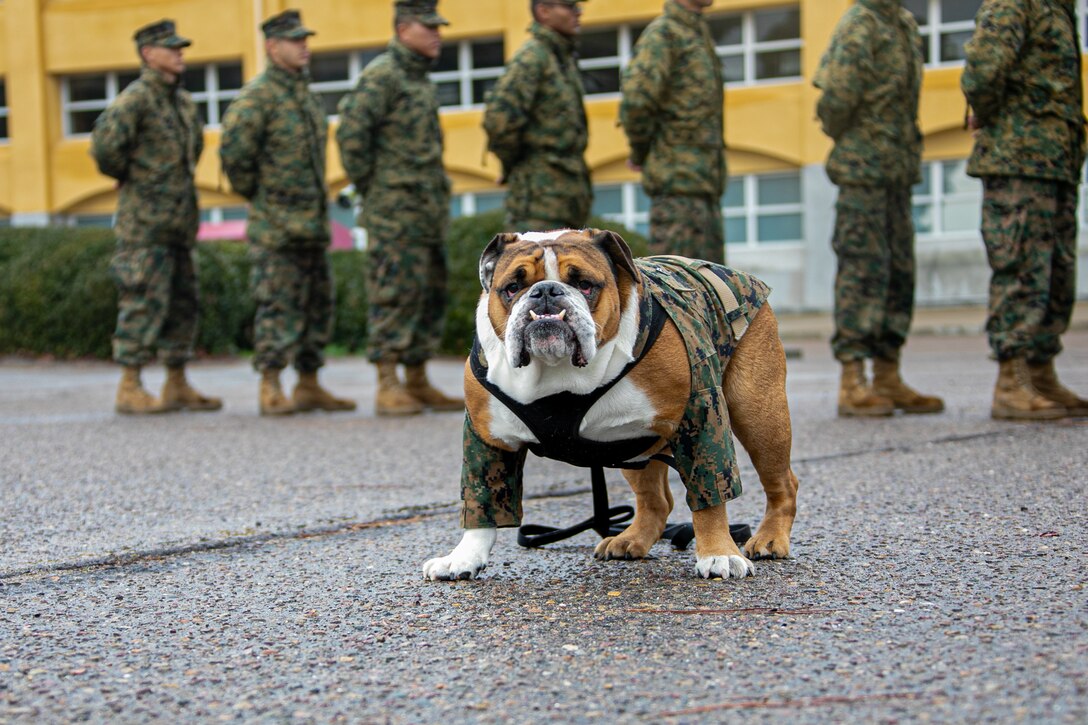 カリフォルニア州海兵隊サンディエゴ新兵訓練場のマスコット犬のマニー伍長から新年の挨拶です。
未来の海兵隊員である訓練兵達にお手本を見せるべく、伍長は今年も頑張ります。