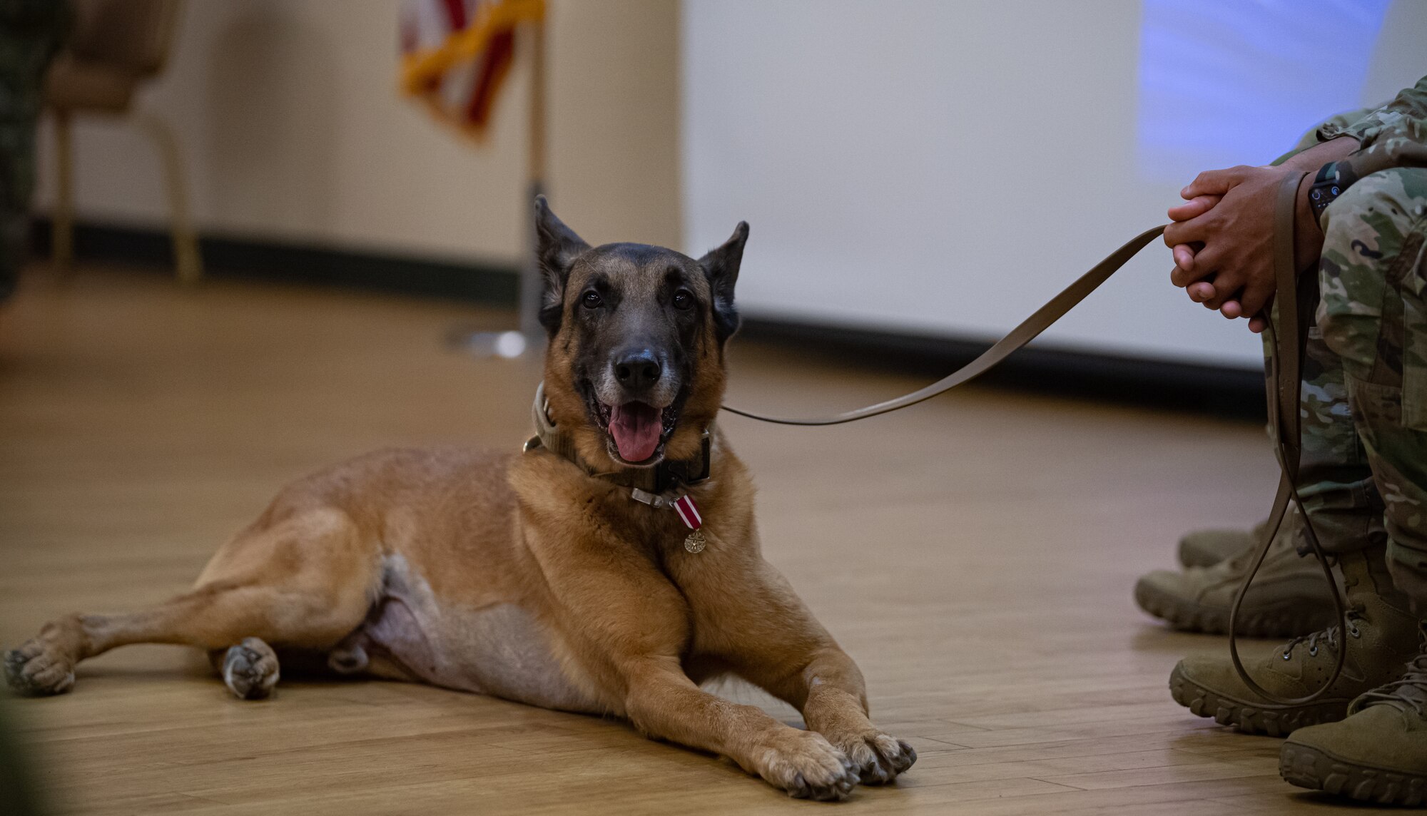 Dog poses for photo
