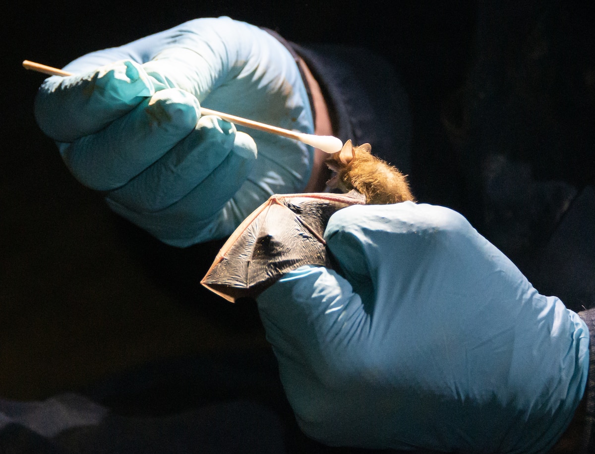 Researcher swabbing muzzle of bat