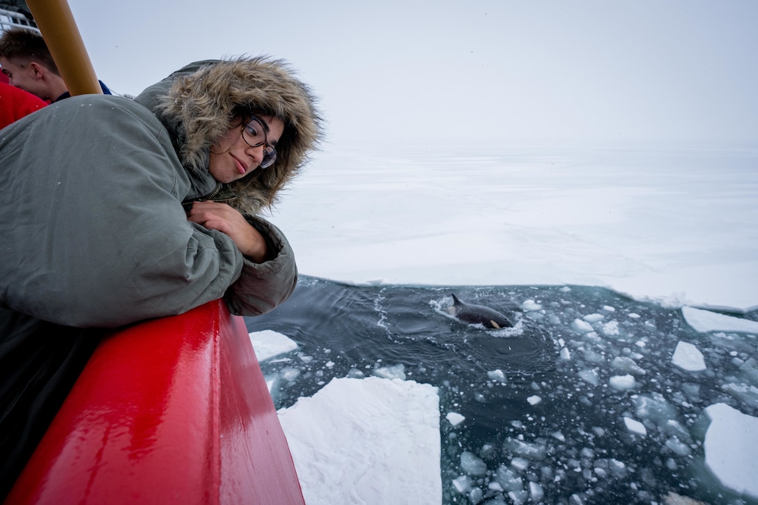 A Coast Guardsman leans on the side of a ship to watch Orcas swim in icy water.