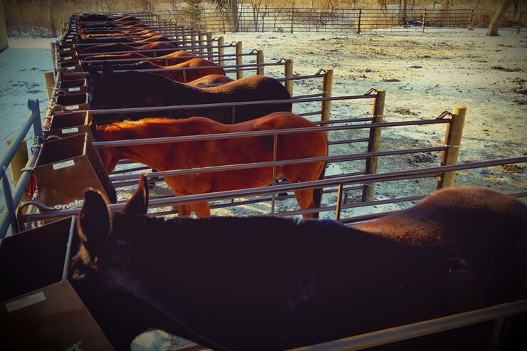 horses eating at the stable