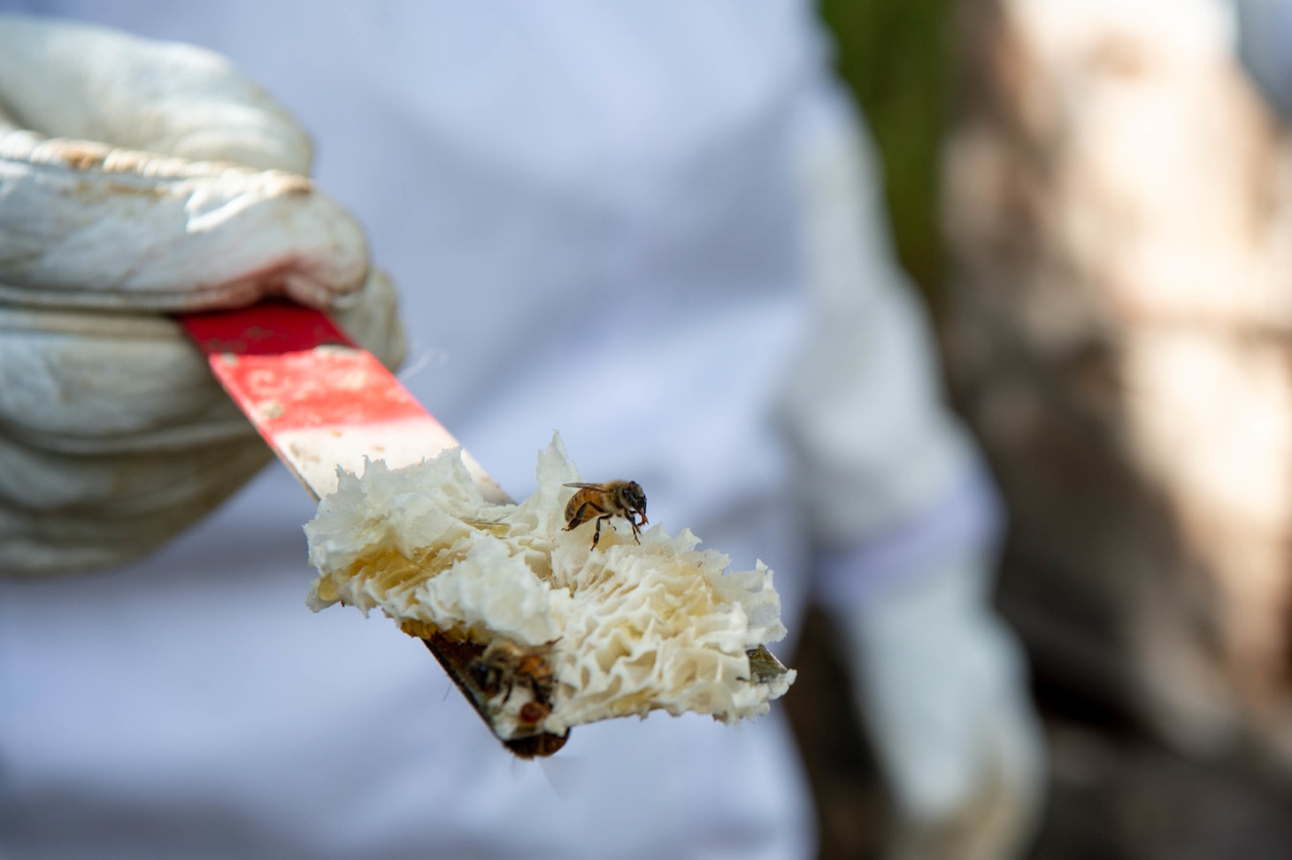 A bee sits on freshly scraped beeswax held by Alanna Lundstrom-Huser during a volunteer event at Pacific Missile Range Facility (PMRF), Barking Sands. PMRF is the world’s largest instrumented multi-environment range capable of supporting surface, subsurface, air and space operations simultaneously.