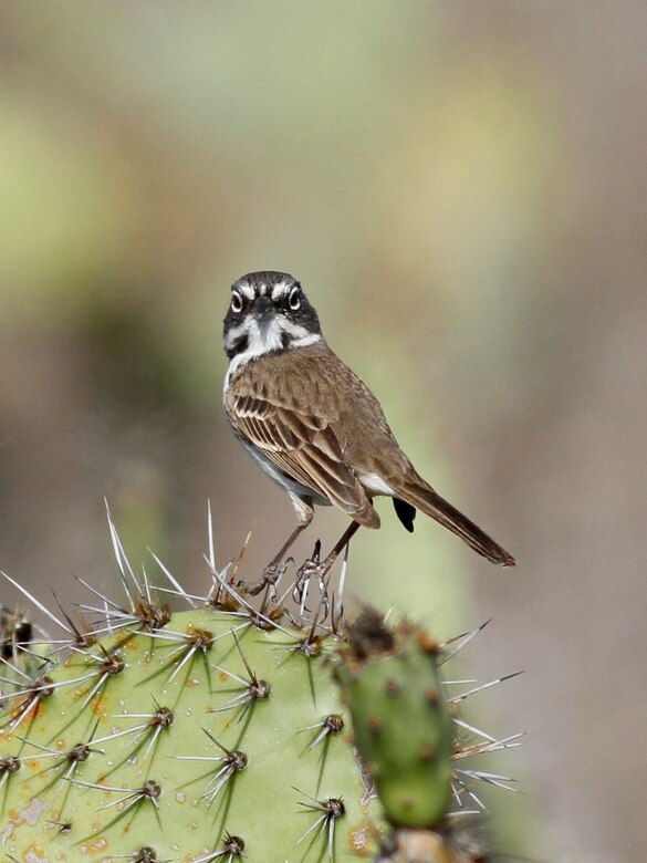 san clemente island delisting