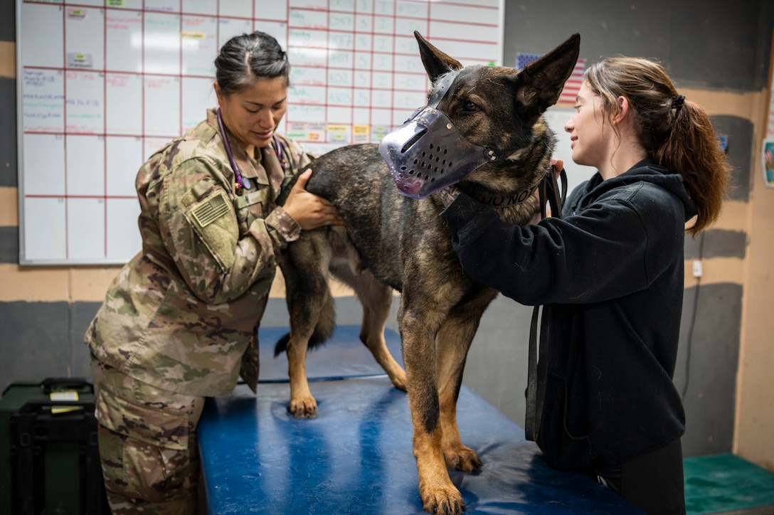 U.S. Army Capt. Leilani Im, a 109th Medical Detachment Veterinary Services veterinarian, performs a health certification on Noryk, 226th Military Police Detachment (Military Working Dog), at Ali Al Salem Air Base, Kuwait, Jan. 17, 2023.