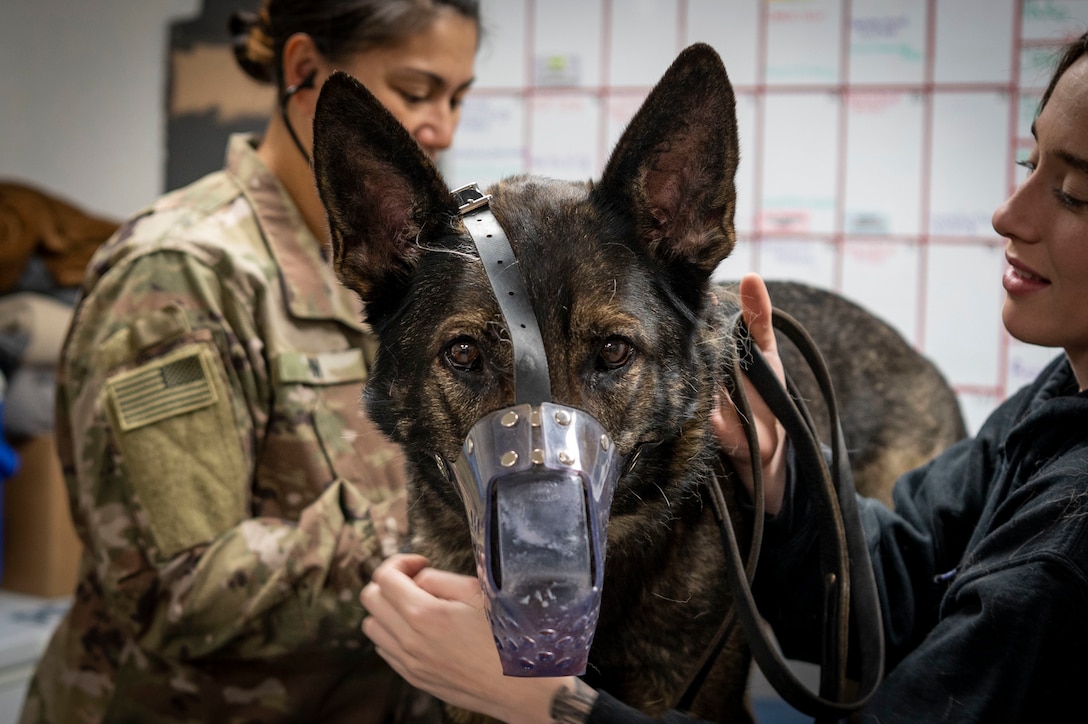 U.S. Army Capt. Leilani Im, a 109th Medical Detachment Veterinary Services veterinarian, performs a health certification on Noryk, 226th Military Police Detachment (Military Working Dog), at Ali Al Salem Air Base, Kuwait, Jan. 17, 2023.