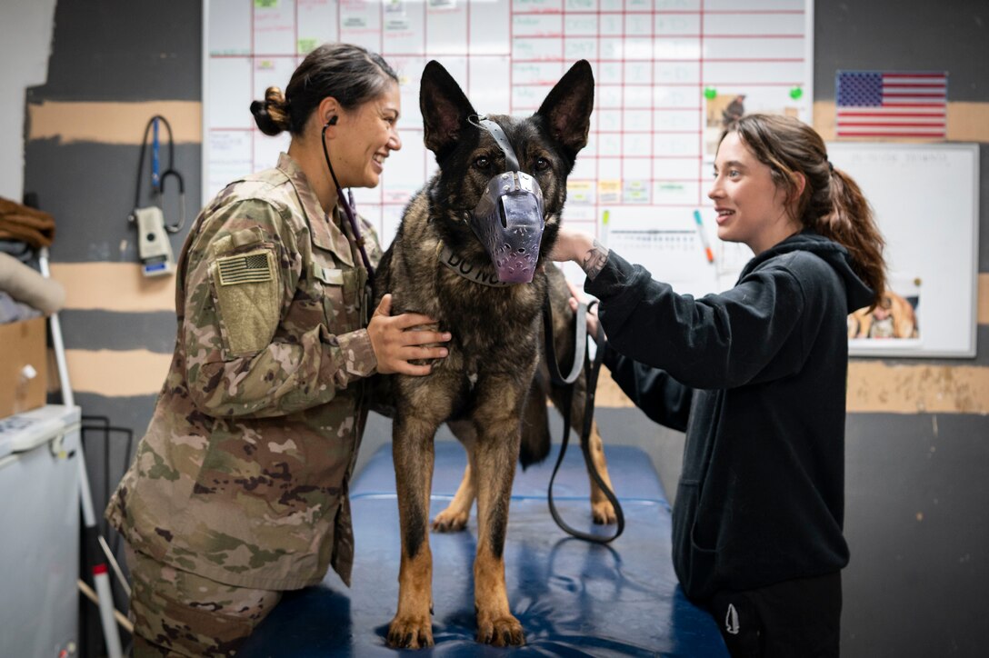 U.S. Army Capt. Leilani Im, a 109th Medical Detachment Veterinary Services veterinarian, performs a health certification on Noryk, 226th Military Police Detachment (Military Working Dog), at Ali Al Salem Air Base, Kuwait, Jan. 17, 2023.