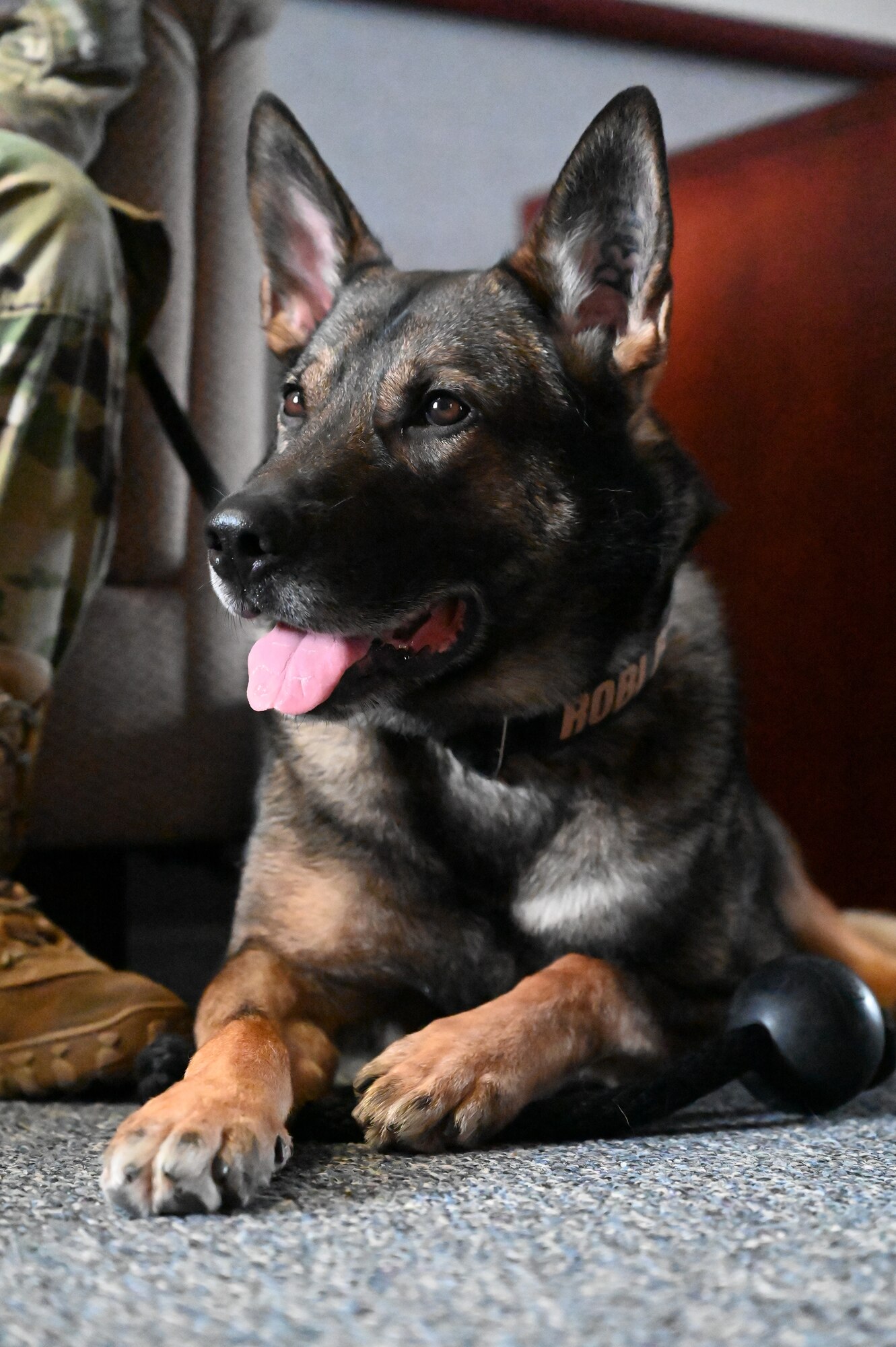 military working day getting an official photo taken with his handler