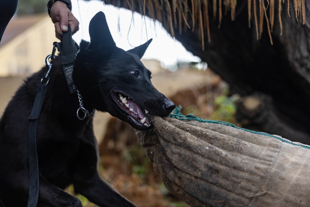 U.S. Marine Corps Military Working Dog (MWD), Linda (C373), bites the arm of MWD handler, Sgt. Ulixes Hernandez, at 

Marine Corps Recruit Depot San Diego, Jan 4, 2023. MWD handlers employ their dogs to conduct vehicle searches, searches of open areas, buildings, and other locations for the detection of suspects, explosives or illegal drugs. (U.S. Marine Corps photo by Lance Cpl. Alex Devereux)