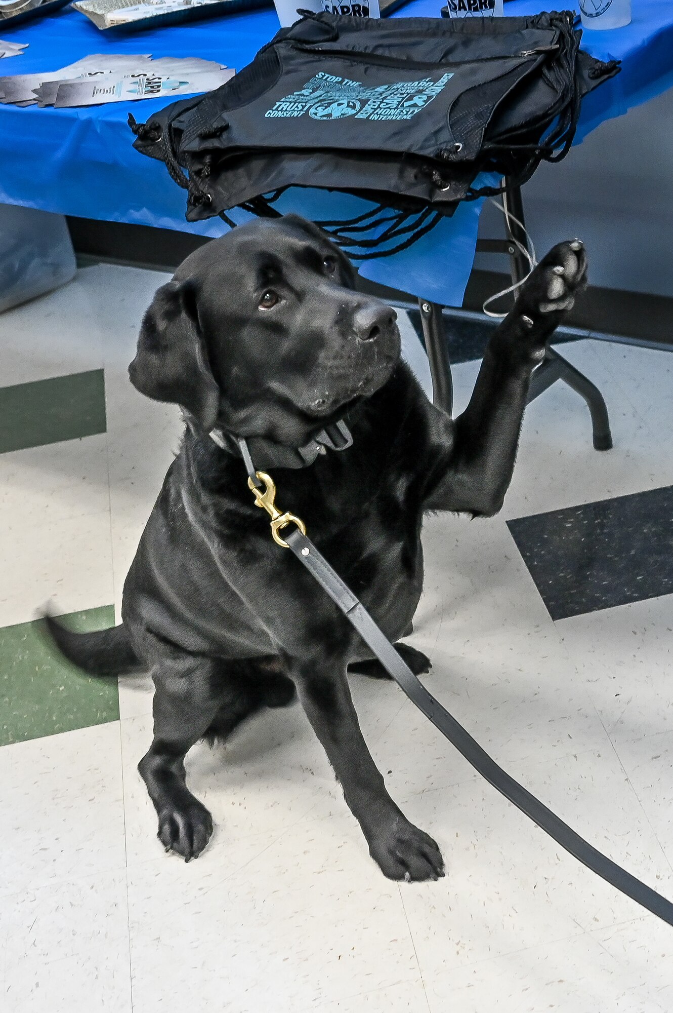 K-9 Flash, Woods Cross Police Department, shows his “tell” during a demonstration at the Sexual Assault Prevention & Response Combating Trafficking in Persons event Jan. 24, 2023, at Hill Air Force Base, Utah