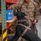 Malmstrom K-9's perform training despite cold weather