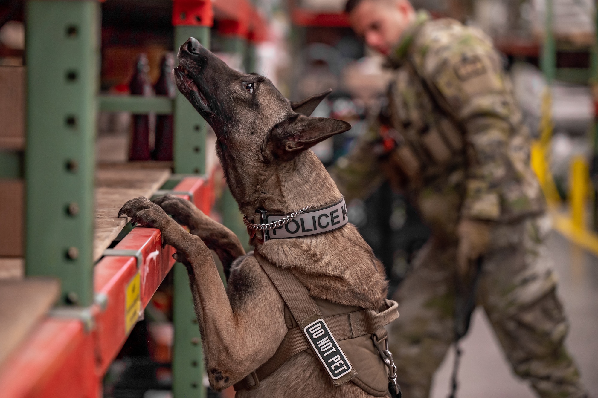 Malmstrom K-9's perform training despite cold weather