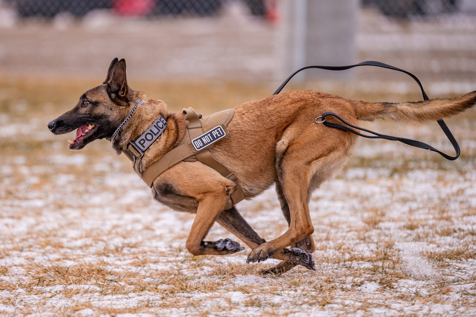 Malmstrom K-9's perform training despite cold weather