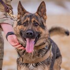 Malmstrom K-9's perform training despite cold weather