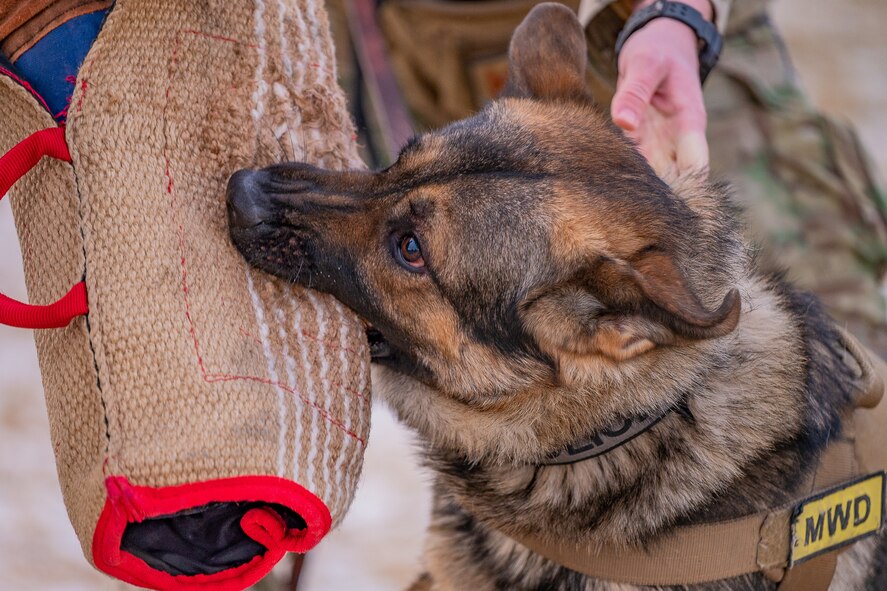 Malmstrom K-9's perform training despite cold weather