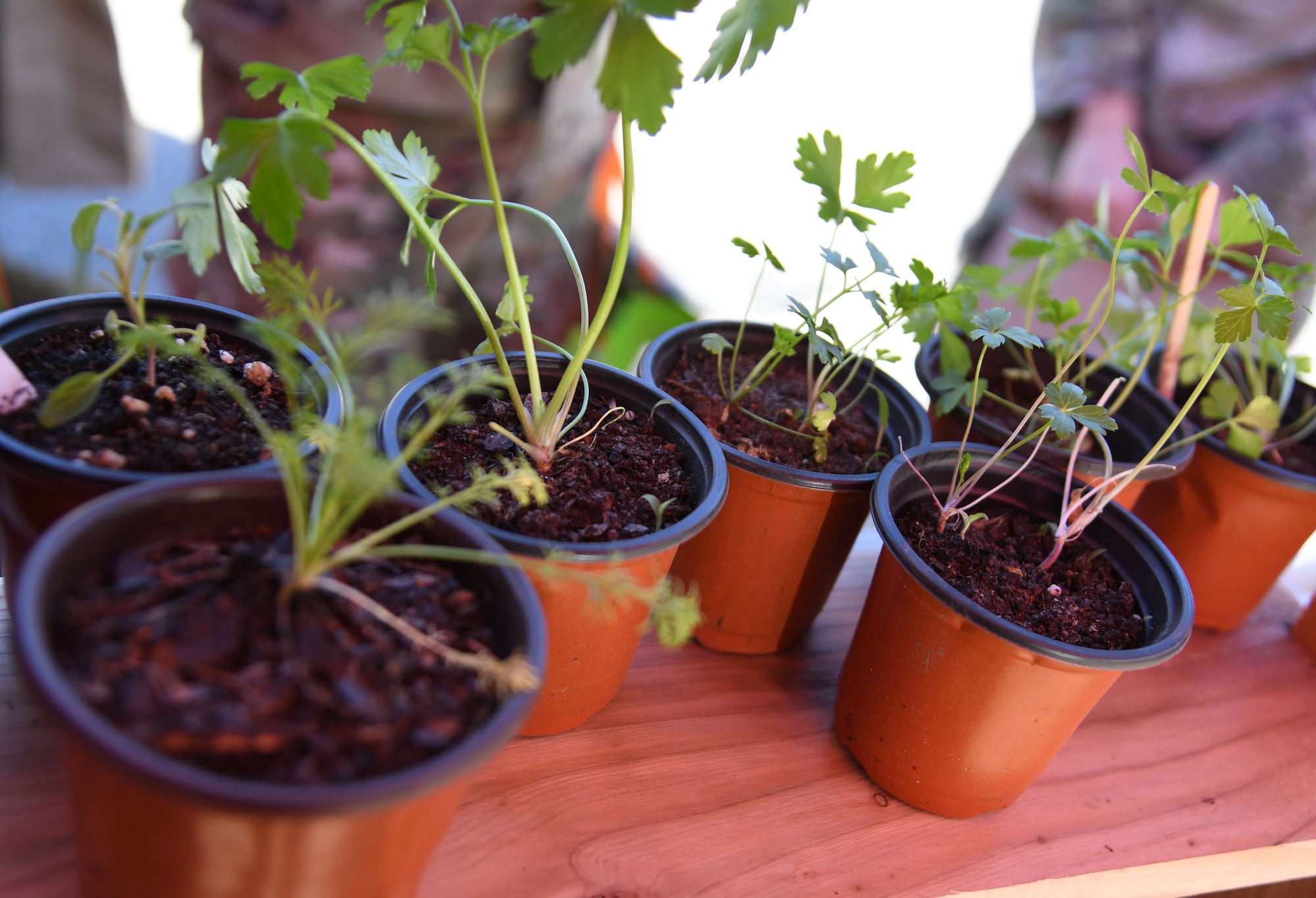 Planted herbs are on display during the Farmer's Market at the marina park at Keesler Air Force Base, Mississippi, Jan. 27, 2023.