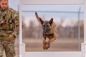 Malmstrom K-9's perform training despite cold weather