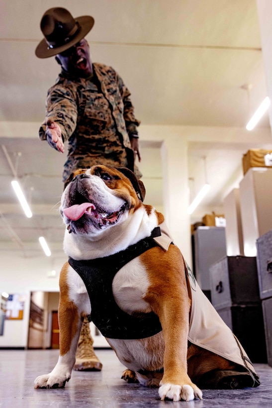 U.S. Marine Corps Cpl. Manny, the mascot of Marine Corps Recruit Depot (MCRD) San Diego and Western Recruiting Region, visits Drill Instructor School at MCRD San Diego, Jan. 23, 2023.U.S. Marine Corps Cpl. Manny, the mascot of Marine Corps Recruit Depot (MCRD) San Diego and Western Recruiting Region, visits Drill Instructor School at MCRD San Diego, Jan. 23, 2023.