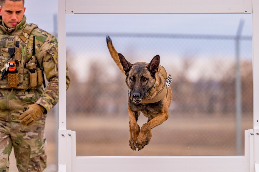 A dog jumps through an obstacle as an airman watches.