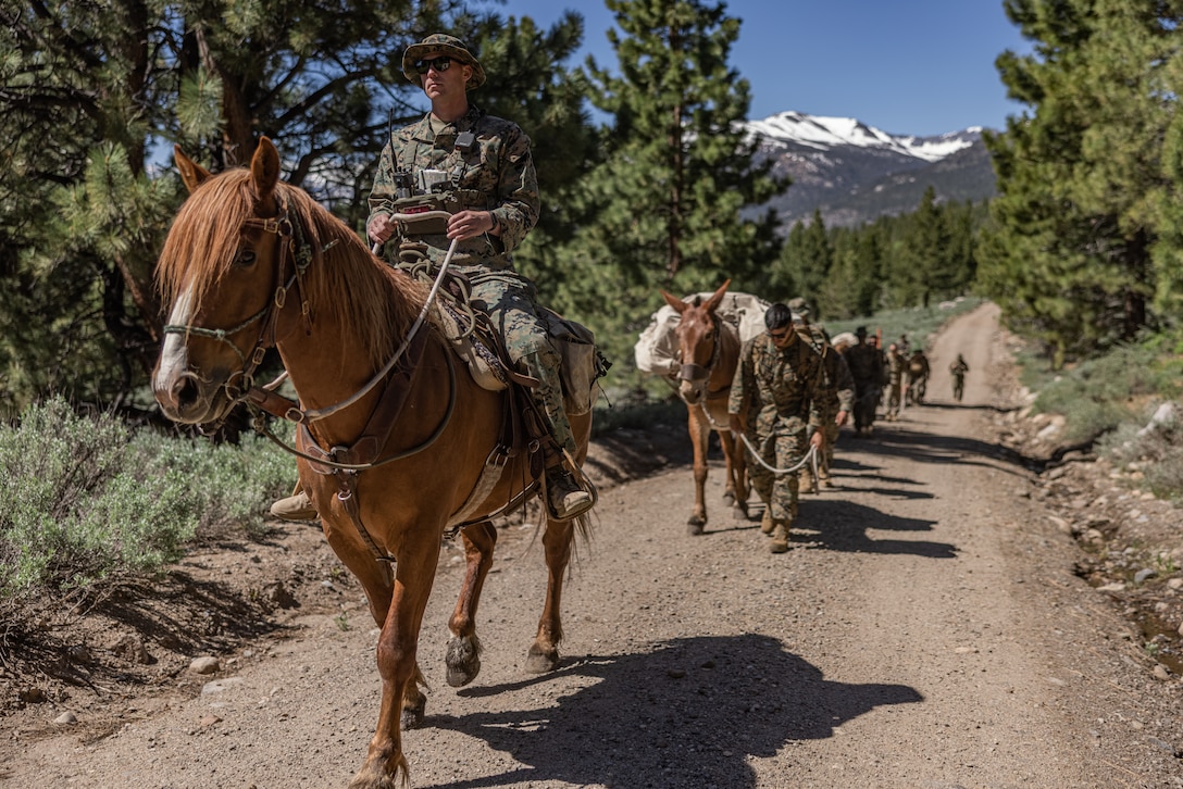 U.S. Marine Corps Cpl. Andrew Cobb, a rifleman with Fox Company, 2nd Battalion, 25th Marine Regiment, 4th Marine Division, leads a military working mule through an arena during Animal Packers Course 23-1 at Marine Corps Mountain Warfare Training Center, Bridgeport, California, June 18, 2023. Animal Packers Course teaches personnel to load and maintain pack animals for military applications in difficult terrain with mission-essential gear.