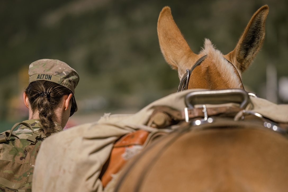 A soldier and a mule are photographed from behind, walking together.