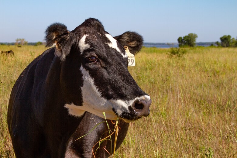 A cow looks to the right with grass and the sky in the background.