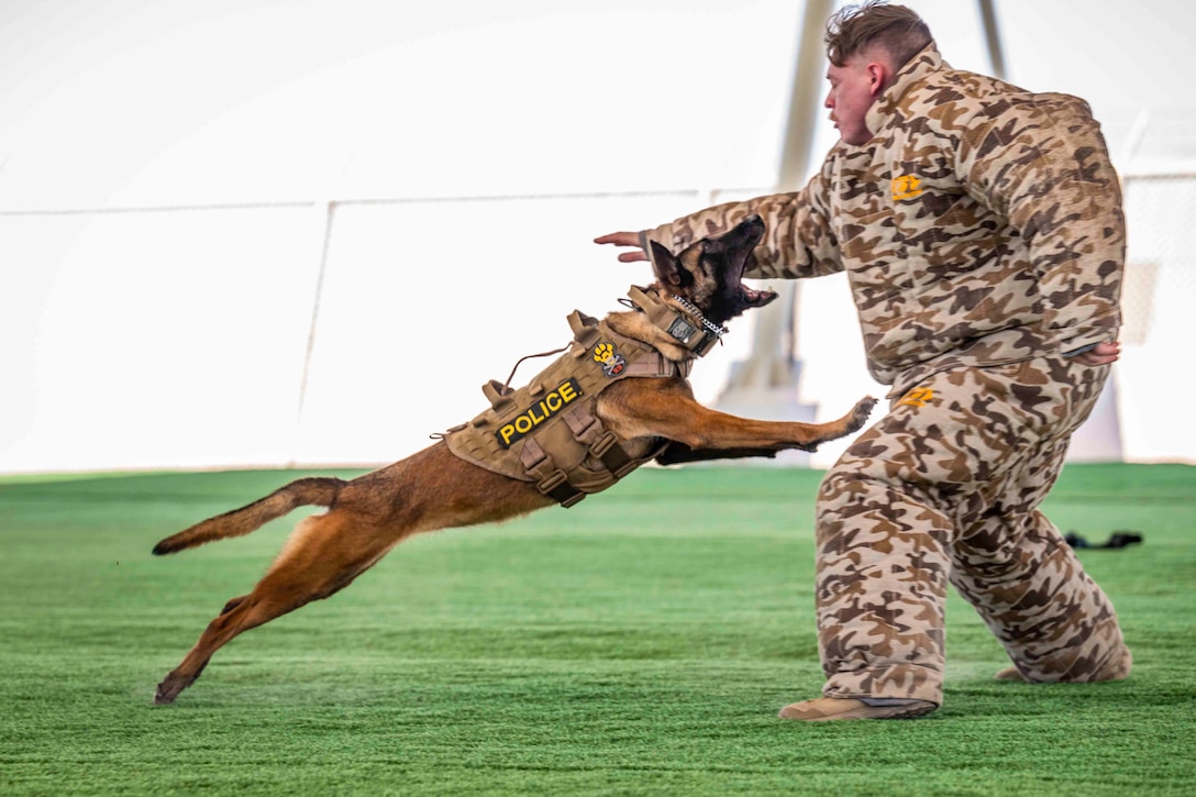 A doing wearing a police vest lunges at an airman wearing a protective suit.