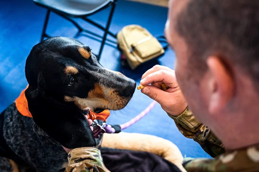 Service members, their families, and volunteers with the Bright and Beautiful Therapy Dogs organization interact with K-9s during a visit to Joint Base McGuire-Dix-Lakehurst, N.J. on 23 June, 2023. Bright and Beautiful Therapy Dogs is a non-profit organization that trains, evaluates and qualifies dogs and their handlers to become certified therapy dog teams. Once certified, teams may visit nursing homes, assisted living facilities, homeless shelters, schools, libraries, universities, mental health facilities, and more. The visit was a first for the Joint Base, where support for Comprehensive Airman Fitness and the resiliency factor across the Joint Force remains a top-line priority for leadership.