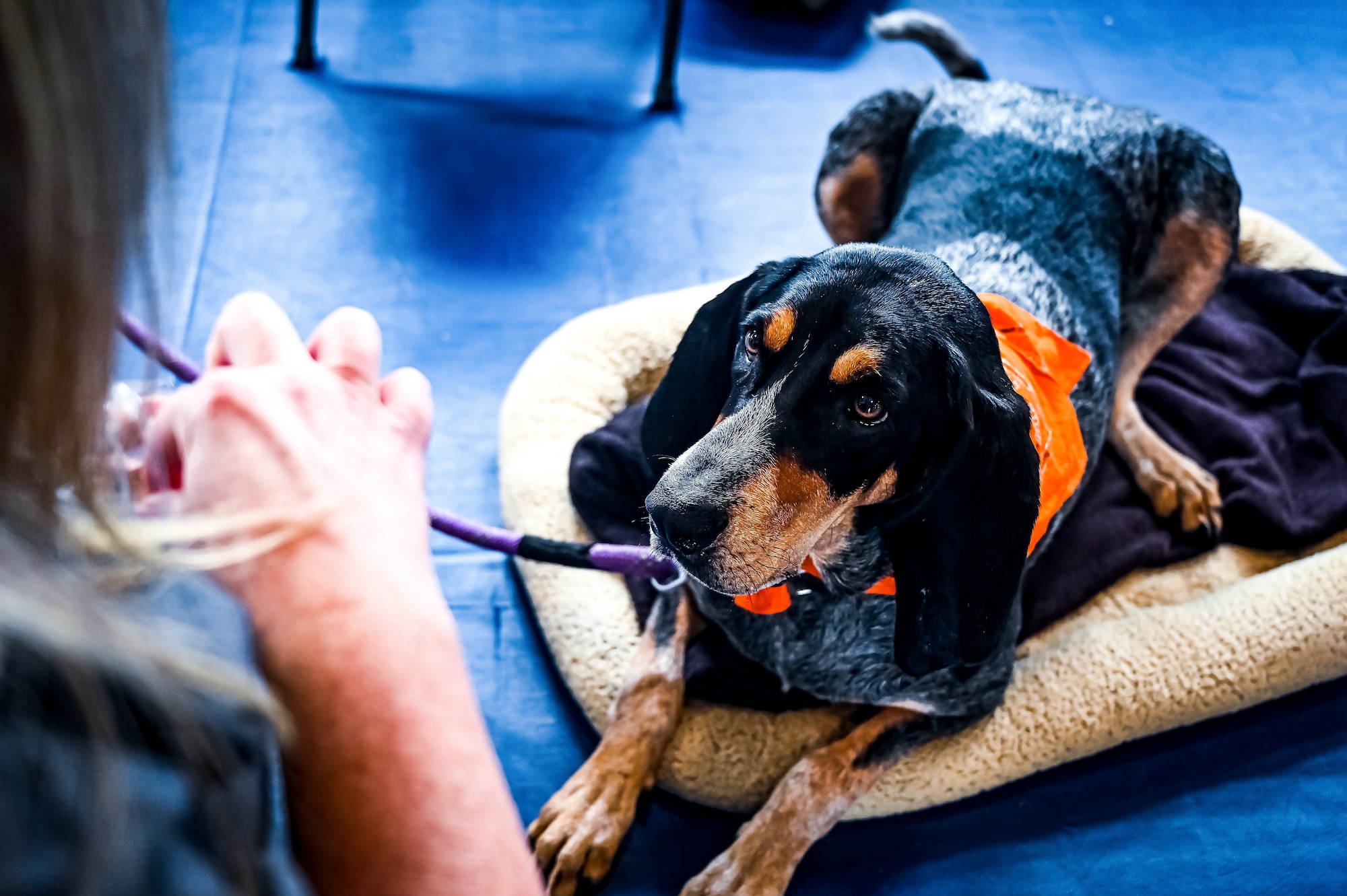 Service members, their families, and volunteers with the Bright and Beautiful Therapy Dogs organization interact with K-9s during a visit to Joint Base McGuire-Dix-Lakehurst, N.J. on 23 June, 2023. Bright and Beautiful Therapy Dogs is a non-profit organization that trains, evaluates and qualifies dogs and their handlers to become certified therapy dog teams. Once certified, teams may visit nursing homes, assisted living facilities, homeless shelters, schools, libraries, universities, mental health facilities, and more. The visit was a first for the Joint Base, where support for Comprehensive Airman Fitness and the resiliency factor across the Joint Force remains a top-line priority for leadership.