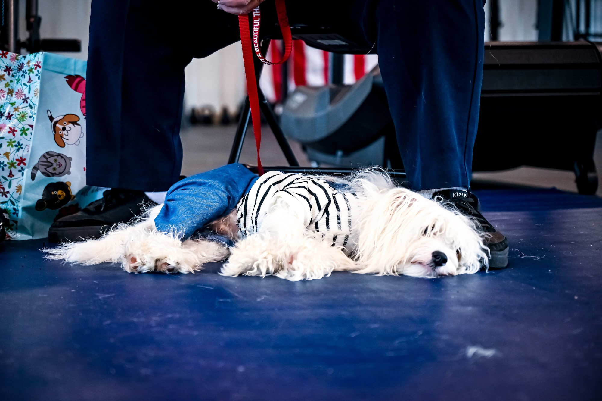 Service members, their families, and volunteers with the Bright and Beautiful Therapy Dogs organization interact with K-9s during a visit to Joint Base McGuire-Dix-Lakehurst, N.J. on 23 June, 2023. Bright and Beautiful Therapy Dogs is a non-profit organization that trains, evaluates and qualifies dogs and their handlers to become certified therapy dog teams. Once certified, teams may visit nursing homes, assisted living facilities, homeless shelters, schools, libraries, universities, mental health facilities, and more. The visit was a first for the Joint Base, where support for Comprehensive Airman Fitness and the resiliency factor across the Joint Force remains a top-line priority for leadership.