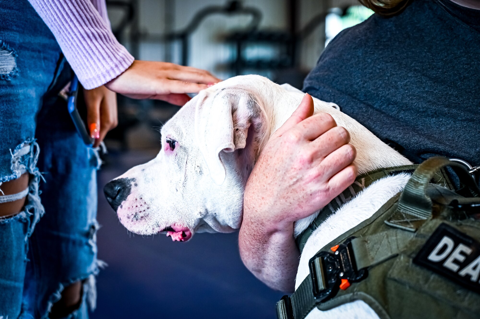Service members, their families, and volunteers with the Bright and Beautiful Therapy Dogs organization interact with K-9s during a visit to Joint Base McGuire-Dix-Lakehurst, N.J. on 23 June, 2023. Bright and Beautiful Therapy Dogs is a non-profit organization that trains, evaluates and qualifies dogs and their handlers to become certified therapy dog teams. Once certified, teams may visit nursing homes, assisted living facilities, homeless shelters, schools, libraries, universities, mental health facilities, and more. The visit was a first for the Joint Base, where support for Comprehensive Airman Fitness and the resiliency factor across the Joint Force remains a top-line priority for leadership.