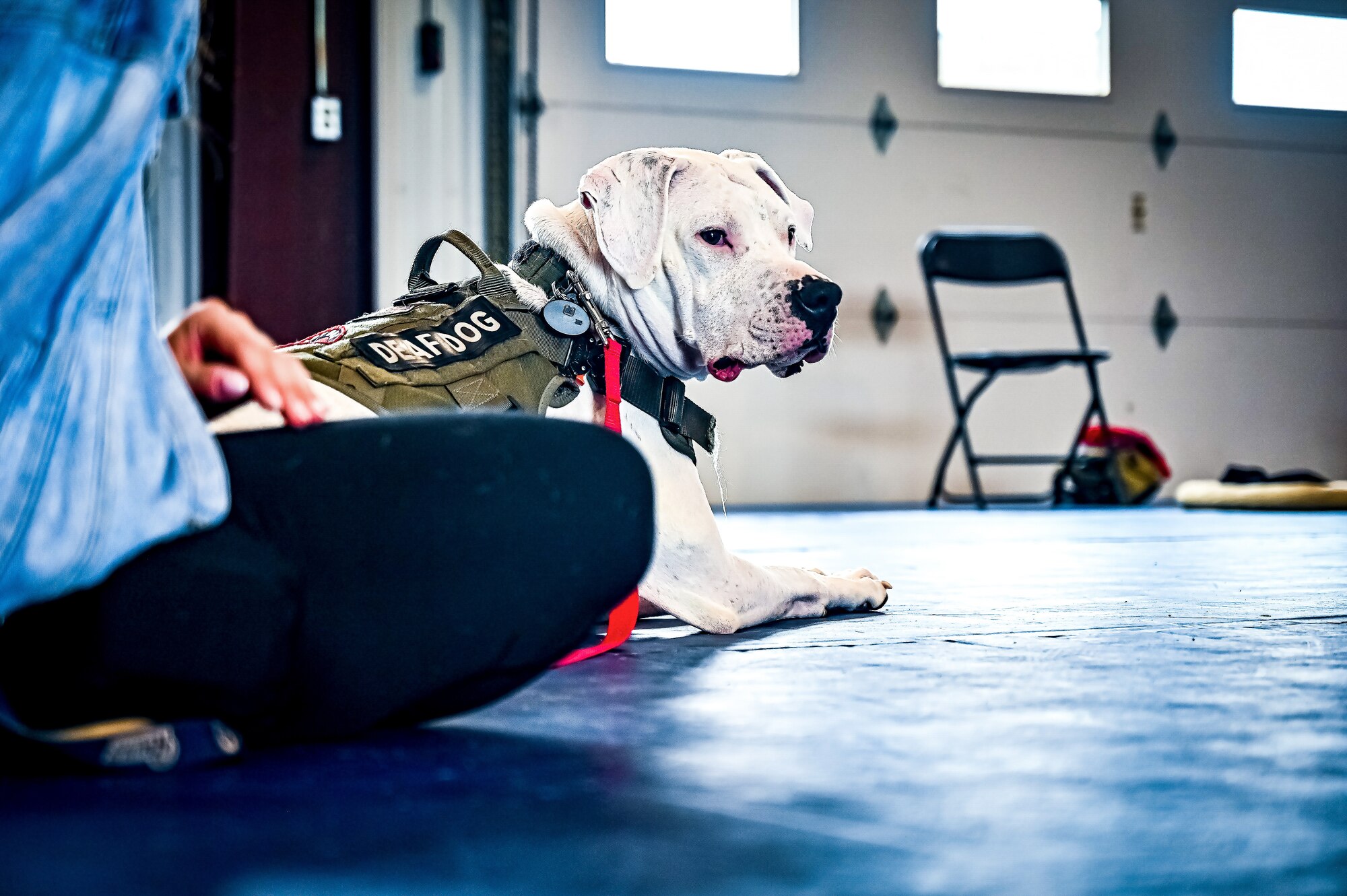 Service members, their families, and volunteers with the Bright and Beautiful Therapy Dogs organization interact with K-9s during a visit to Joint Base McGuire-Dix-Lakehurst, N.J. on 23 June, 2023. Bright and Beautiful Therapy Dogs is a non-profit organization that trains, evaluates and qualifies dogs and their handlers to become certified therapy dog teams. Once certified, teams may visit nursing homes, assisted living facilities, homeless shelters, schools, libraries, universities, mental health facilities, and more. The visit was a first for the Joint Base, where support for Comprehensive Airman Fitness and the resiliency factor across the Joint Force remains a top-line priority for leadership.