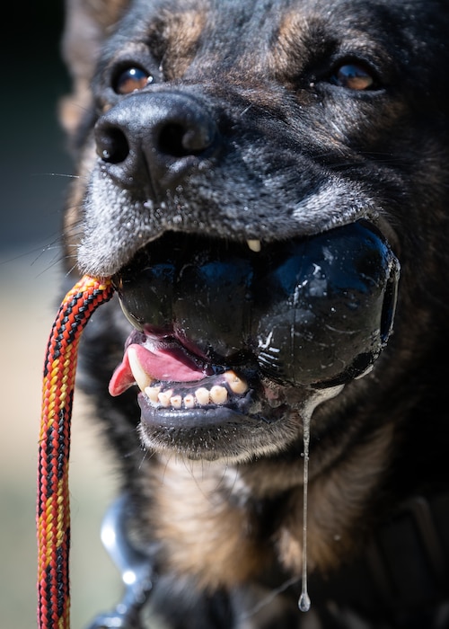 a dog chews on a dog training toy