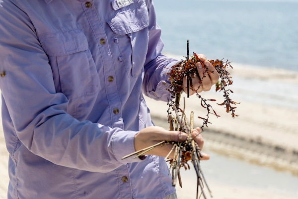 A person in a purple shirt holds brown seaweed in their hands while standing on a brown sandy beach.