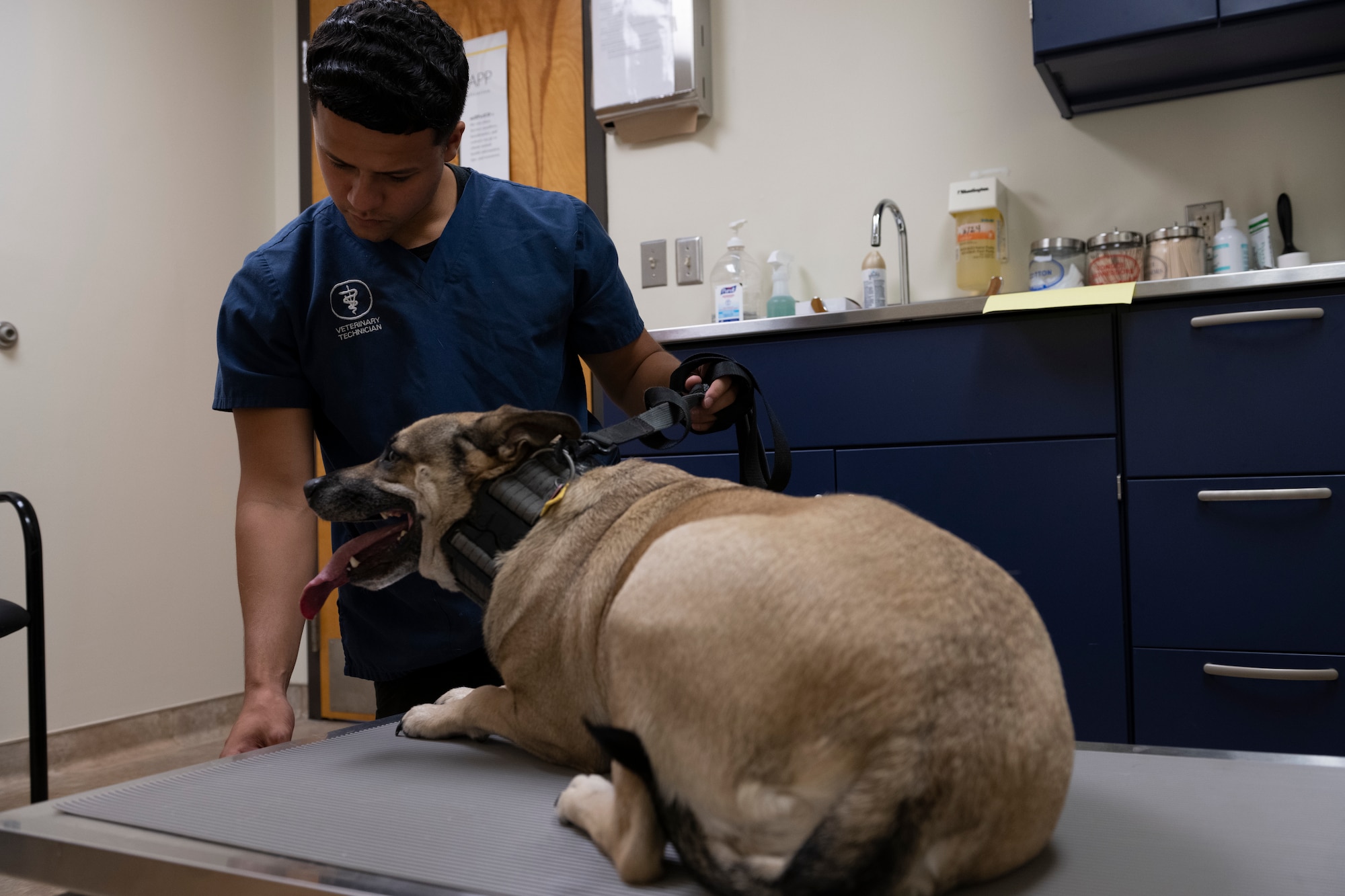Weighing a dog