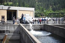 Completed in 1969, the Dworshak National Fish Hatchery was initially designed and constructed with a sole focus on steelhead. Salmon production was added to the hatchery in the 1980s and the hatchery now raises millions of salmon and steelhead smolts every year.